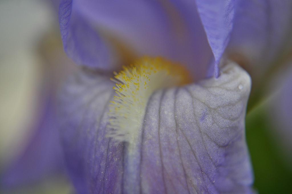 Iris Violet 8