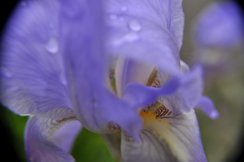 Iris Violet 5