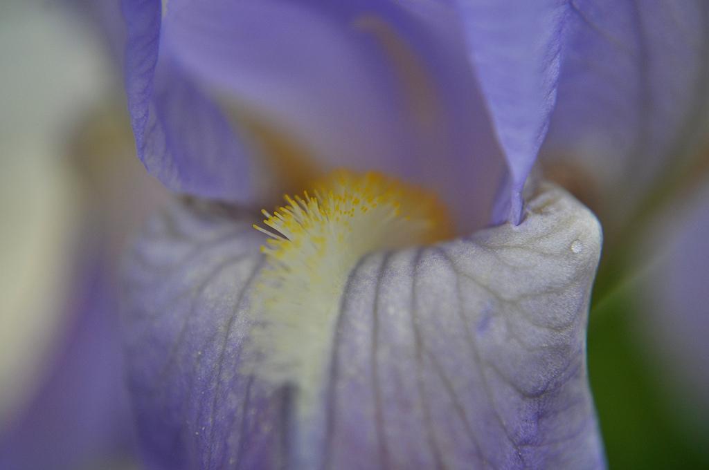 Iris Violet 7
