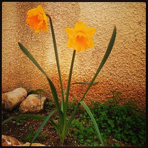 Ma semaine en mots et en photos instagram (4) VENDREDI-copie-1.jpg