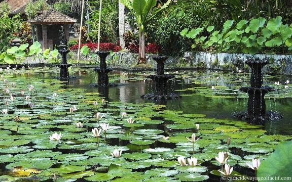 Fleurs de lotus et fontaines