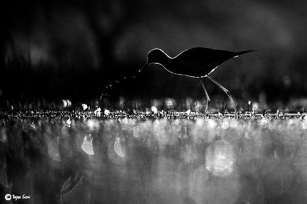 Sélection Pixfan 500px #71 Tejas Soni