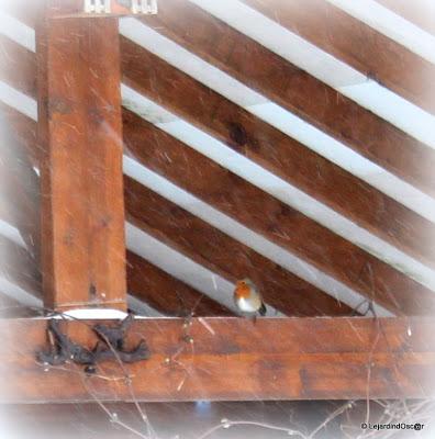 Décider de faire un tour de jardin, se dire que les Hellé... Décider de faire un tour de jardin, se dire que les Hellé...