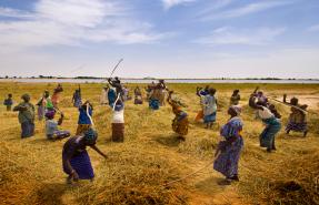 femmes CI_0 La Côte d'Ivoire et Louis Dreyfus signent pour des terres mais quid des paysans ?