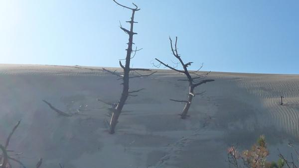 Dune : 1 – Forêt : 0 st trojan 9 3 13 (4)