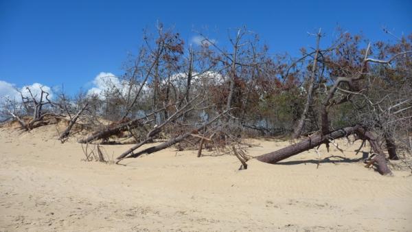Dune : 1 – Forêt : 0 st trojan 1 7 12