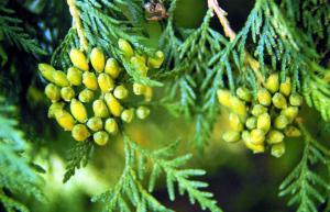 thuja_occidentalis remèdes autochtones