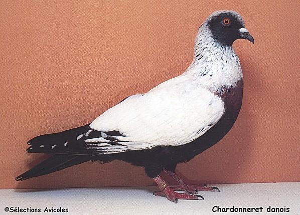 Le temps des couvaisons au colombier Chardonneret-danois.jpg