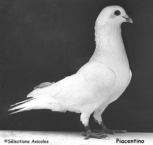 Le temps des couvaisons au colombier Piacentino.jpg