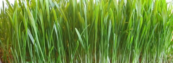 herbe de blé