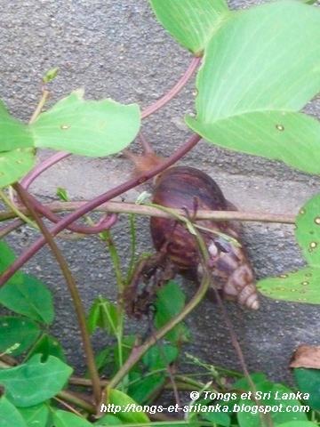 Un samedi, une photo sri lankaise #44 Un samedi, une photo sri lankaise #44