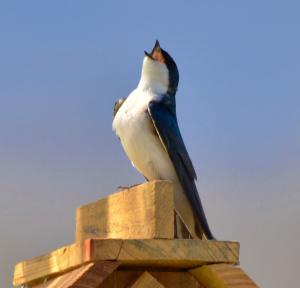 Tout ça, pour ça… tout ça pour ça...