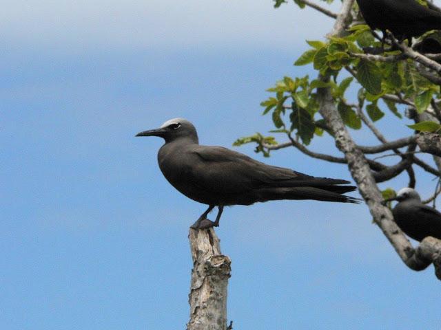 Clafoutis Tomates & Chèvre Frais Clafoutis Tomates & Chèvre Frais