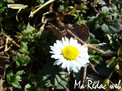 L'huile de Bellis ou de Pâquerette L'huile de Bellis ou de Pâquerette