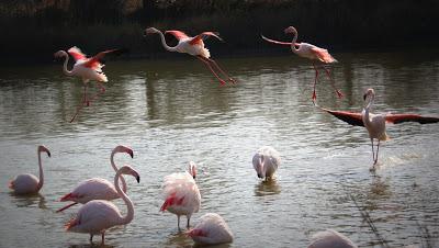 Camargue Camargue