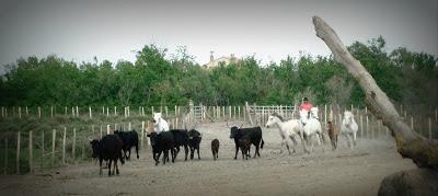 Camargue Camargue