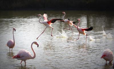 Camargue Camargue