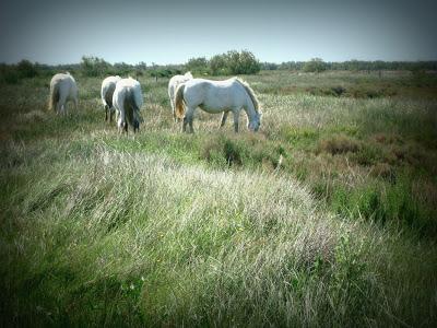 Camargue Camargue