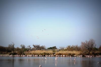Camargue Camargue