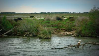 Camargue Camargue