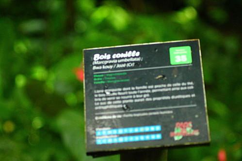 Bois Couille (José bois-couille (marcgravia umbellata)) fleurs-9382.JPG