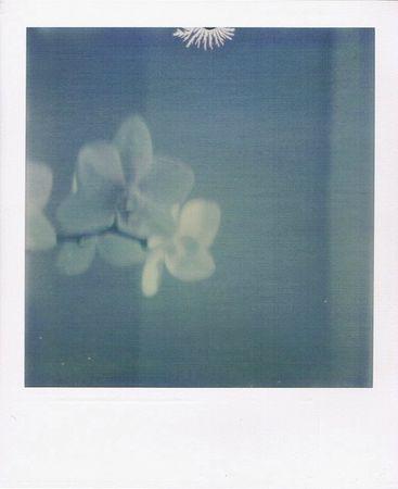 AVRIL 2013 - Le mois du Polaroid avec EXPOLAROID ! FLEURS