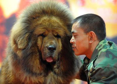 Les chiens du Tibet, nouveau Luxe pour les riches chinois