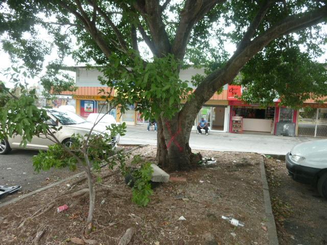 P1070681 Le beau quennettier de Grand-Camp a été coupé sur ordre !