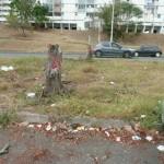 P1070670 Le beau quennettier de Grand-Camp a été coupé sur ordre !