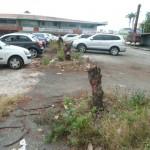 P1070669 Le beau quennettier de Grand-Camp a été coupé sur ordre !