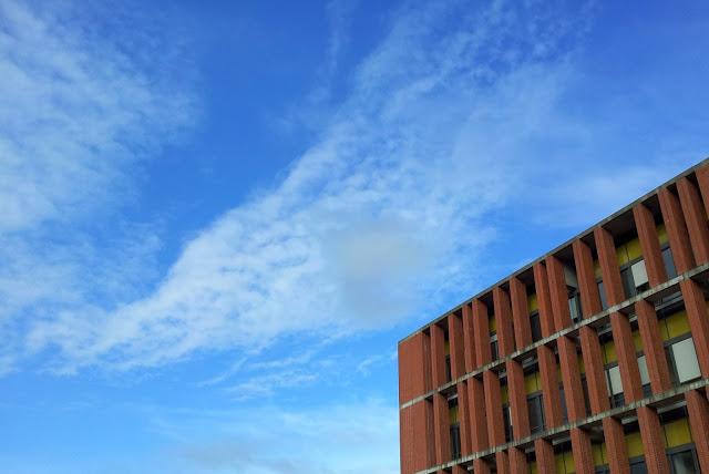 pigeons voyageurs pigeons voyageurs