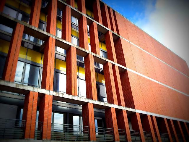 pigeons voyageurs pigeons voyageurs