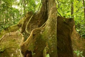 « Il était une forêt » le nouveau film de Luc Jacquet sortira le 13 novembre 2013 ! il etait une foret