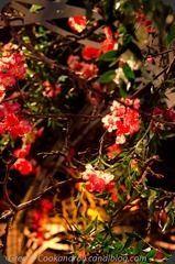 Cointreau-14 Cointreau-14