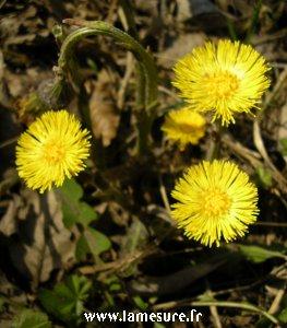 Le mois de mars tussilage300lm