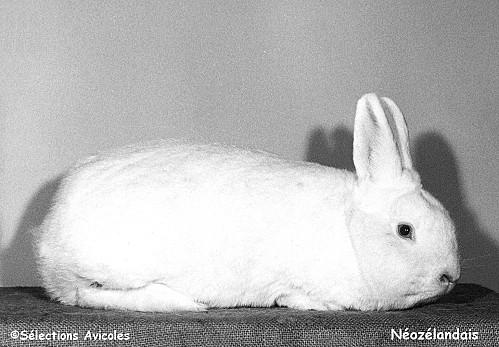 Troubles de l'appareil digestif du lapin Neozelandais.jpg