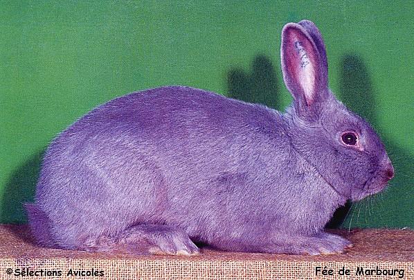 Troubles de l'appareil digestif du lapin Fee-de-Marbourg-copie-1.jpg