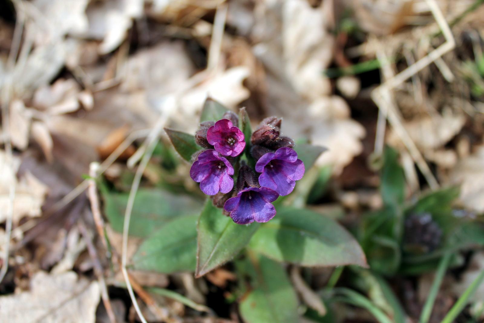 Primo vere Primo vere