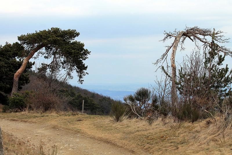 Primo vere Primo vere