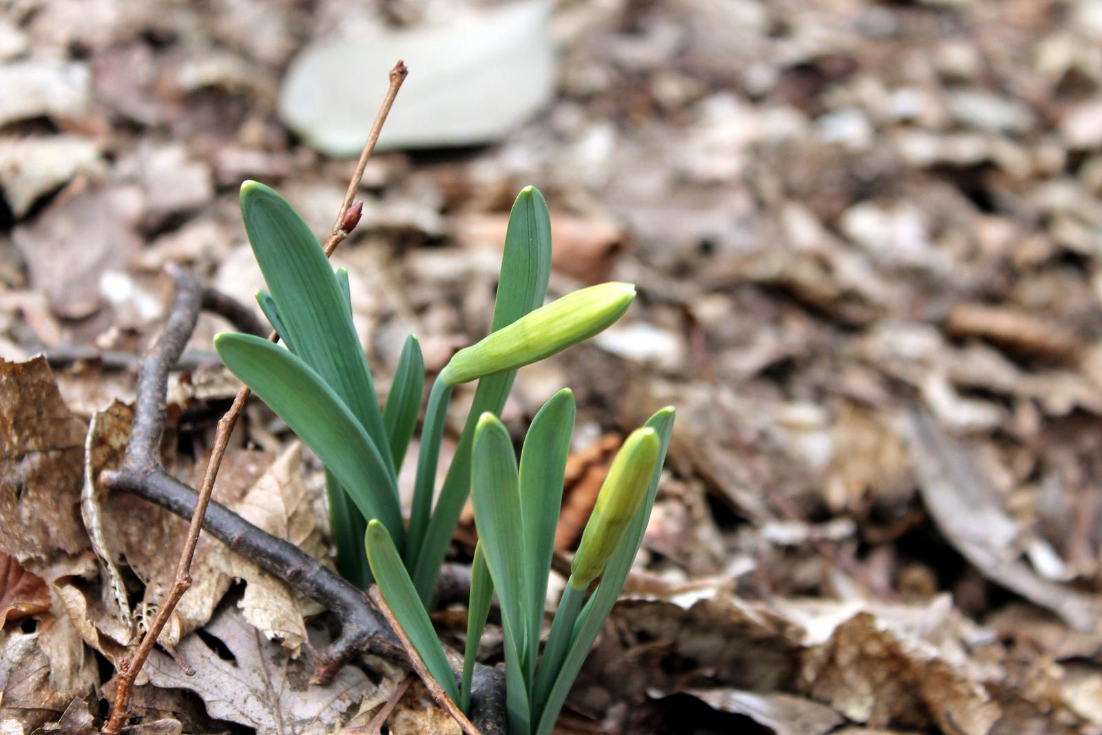 Primo vere Primo vere