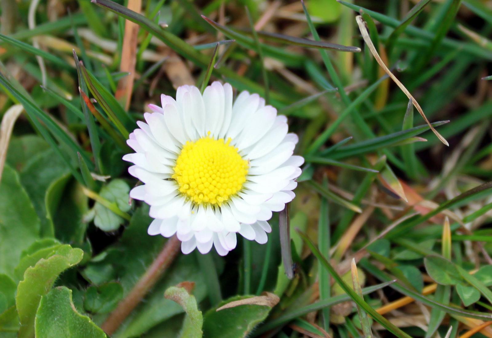 Primo vere Primo vere