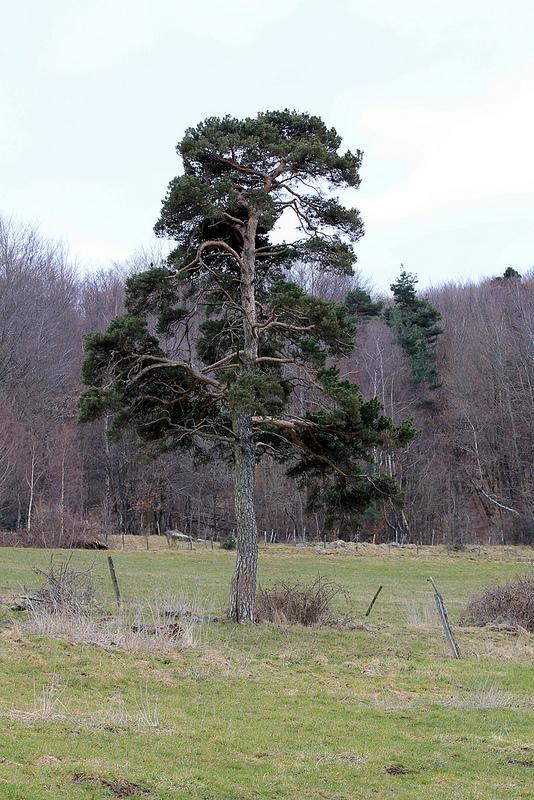 Primo vere Primo vere