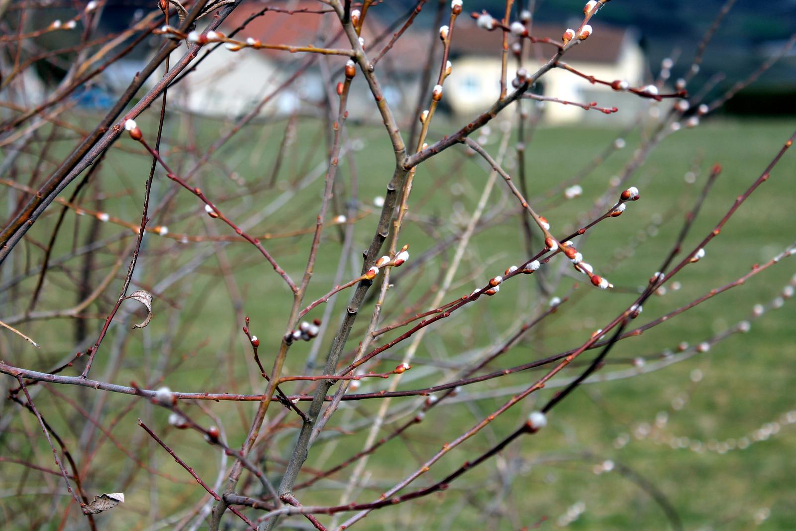 Primo vere Primo vere