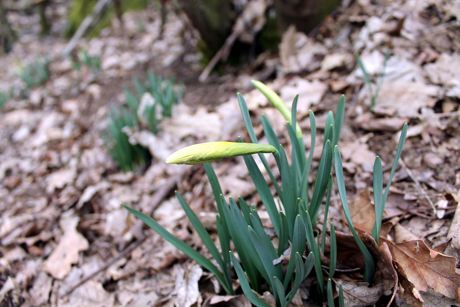 Primo vere Primo vere