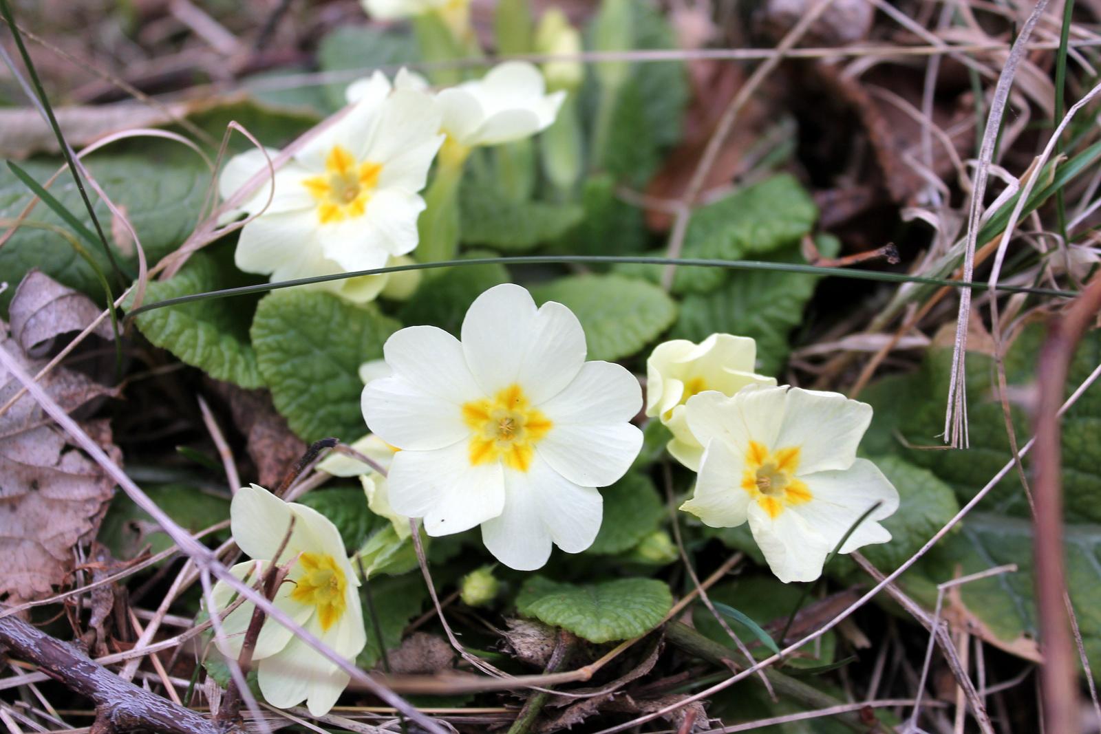 Primo vere Primo vere