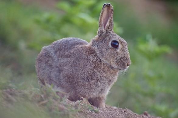 lapin de garenne affût 585x390 [La Boite à Photos] 2 cas démontrant la nécessité de lexpérience 