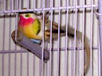 MINIMAL MANIAC #8 MINIMAL MANIAC #8