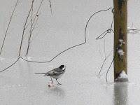 MINIMAL MANIAC #8 MINIMAL MANIAC #8