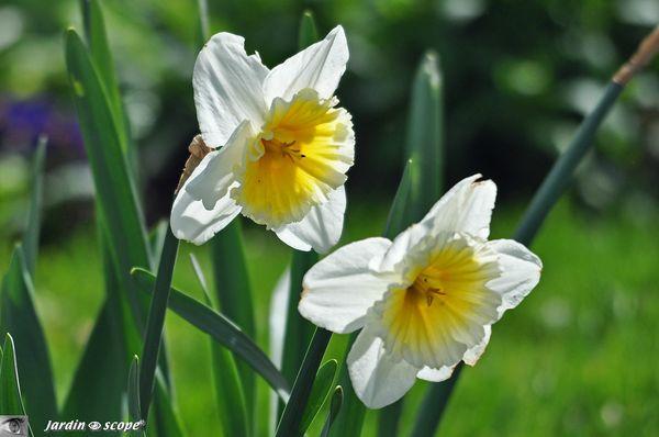 Les-Narcisses-fleurissent-avril