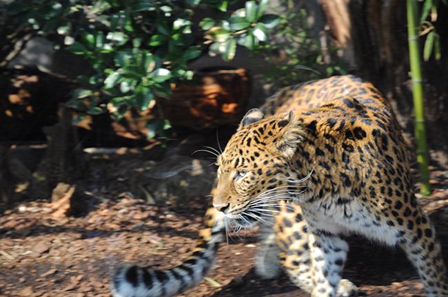 Animals in the city fauve